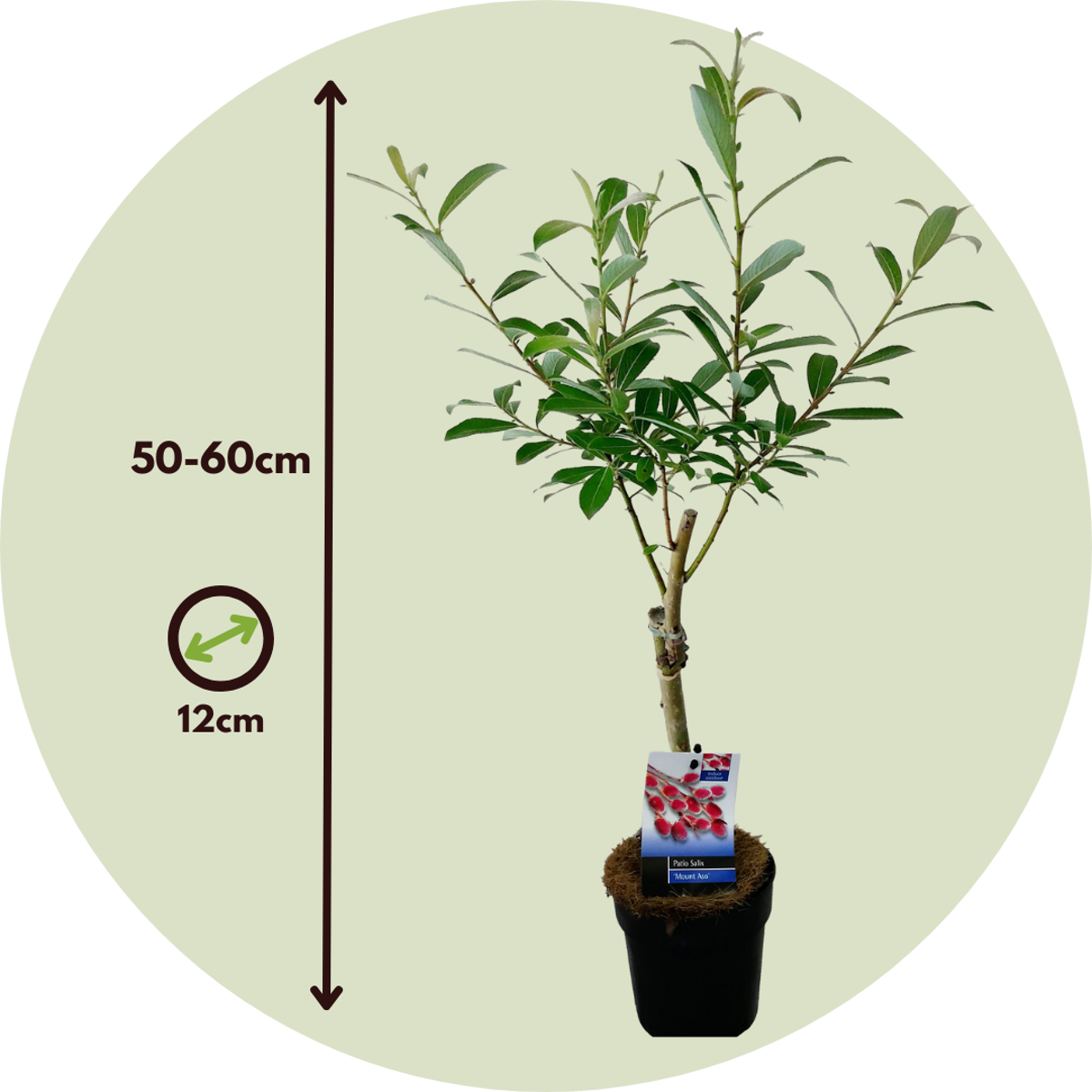 Saule gracile - Set de 2 - Salix gracilistyla 'Mount Aso' - H50-60cm - ⌀12cm