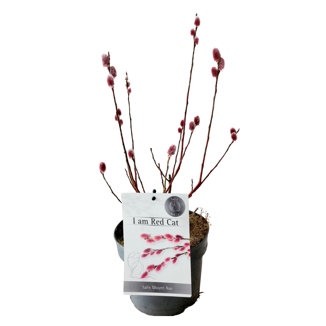 Saule gracile - Salix gracilistyla 'Mount Aso' - Hauteur 40-50cm - ⌀17cm - TD Plantz