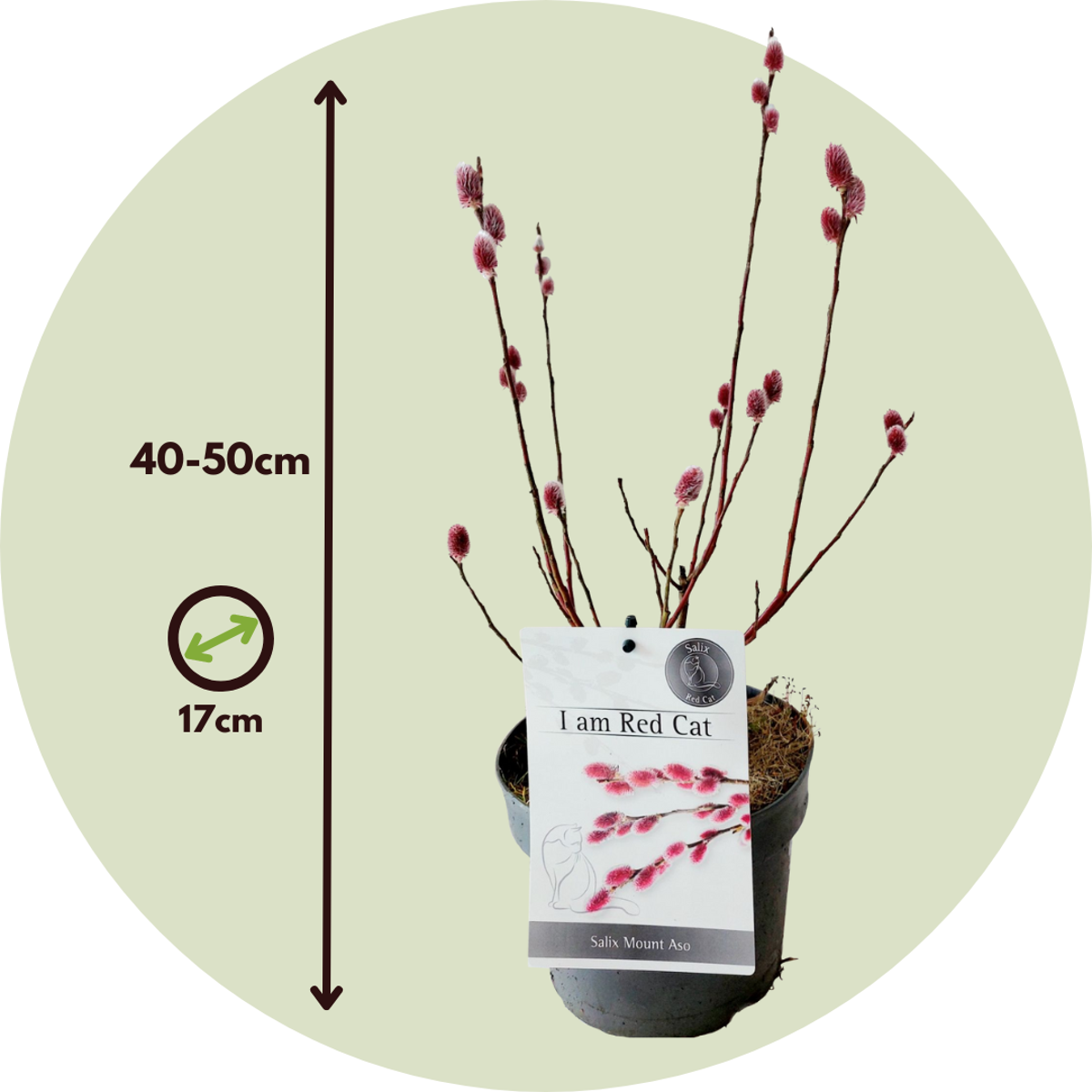 Saule gracile - Set de 2 - Salix gracilistyla 'Mount Aso' - H40-50cm - ⌀17cm