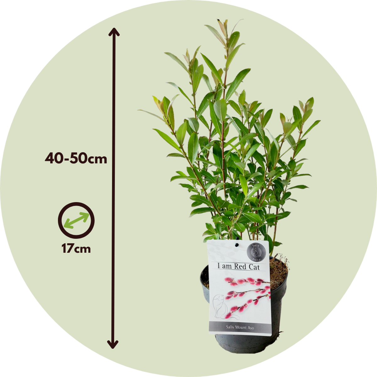 Saule gracile - Salix gracilistyla 'Mount Aso' - Hauteur 40-50cm - ⌀17cm - TD Plantz