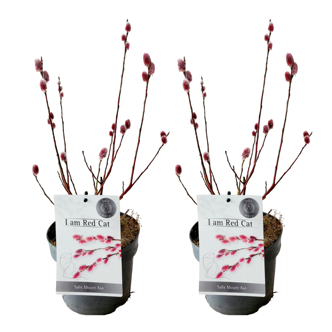 Saule gracile - Set de 2 - Salix gracilistyla 'Mount Aso' - H40-50cm - ⌀17cm