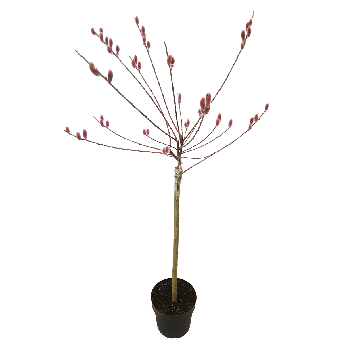 Saule gracile - Salix gracilistyla 'Mount Aso' - Hauteur 100-110cm - ⌀19cm