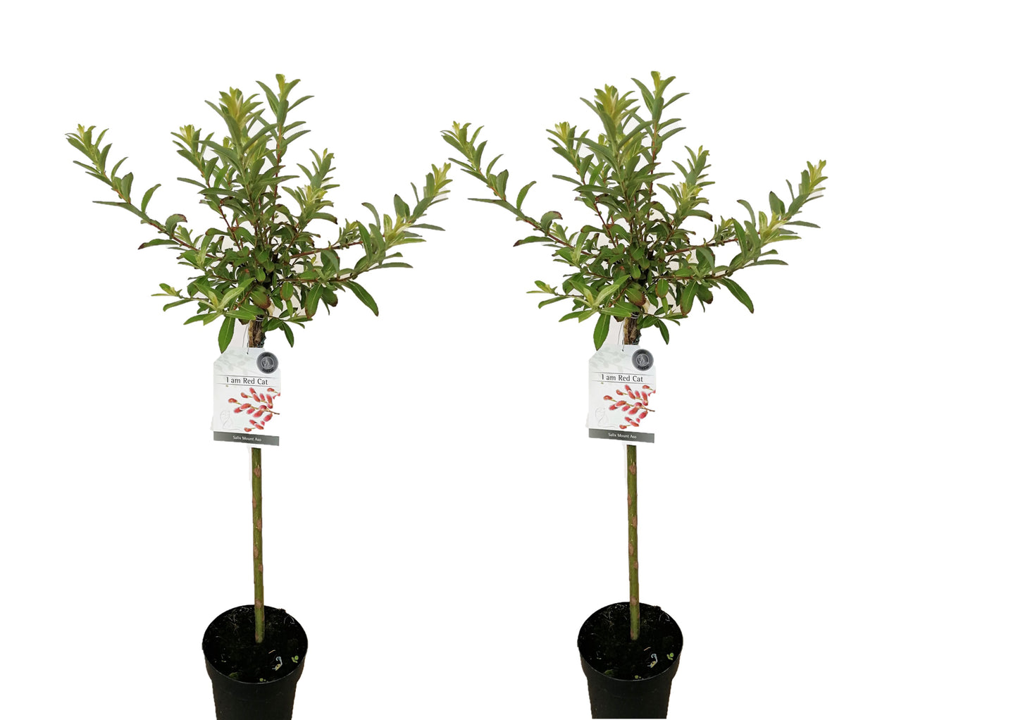Saule gracile - Set de 2 - Salix gracilistyla 'Mount Aso' - H100-110cm - ⌀19cm