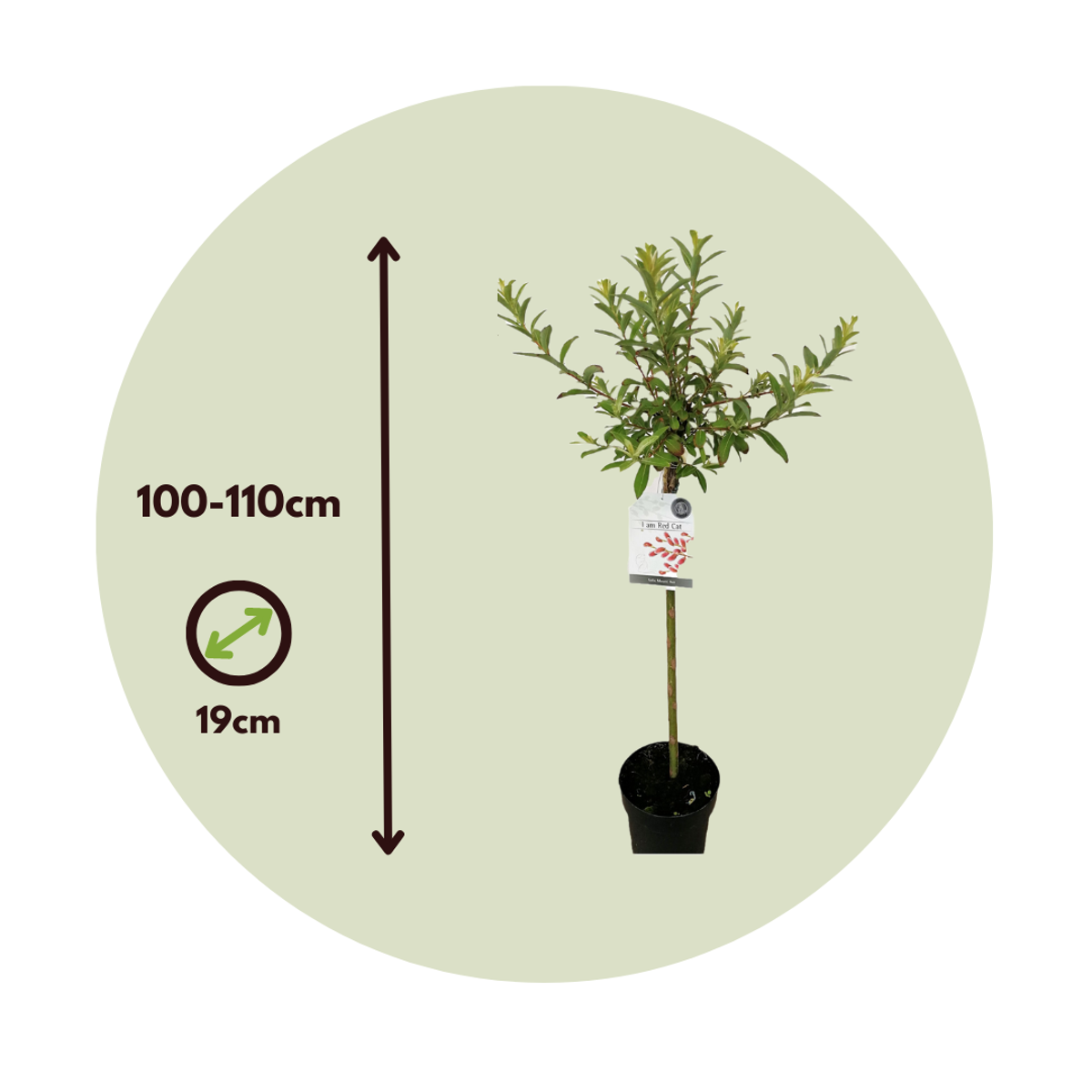 Saule gracile - Salix gracilistyla 'Mount Aso' - Hauteur 100-110cm - ⌀19cm