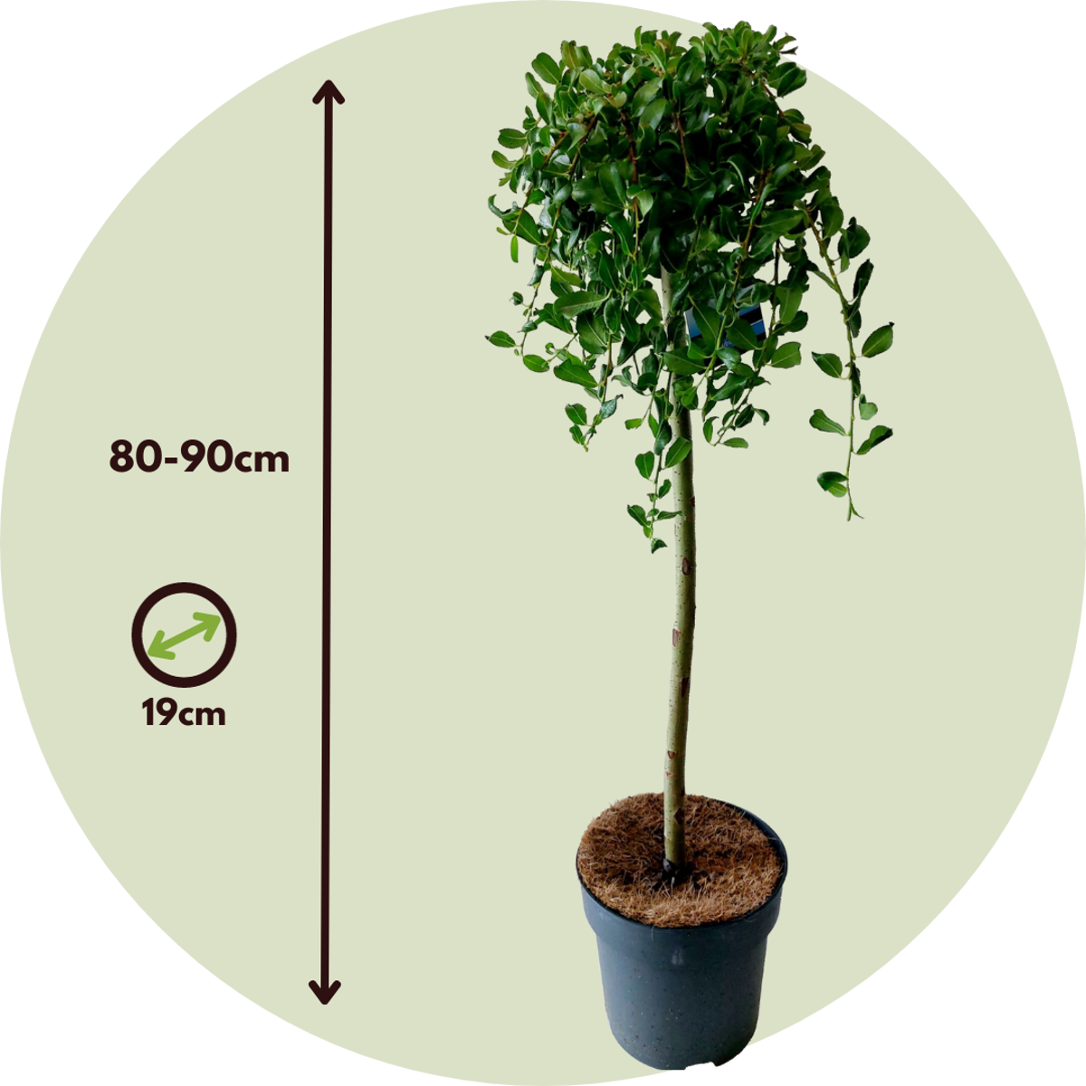 Saule arbuscule - Salix arbuscula - Hauteur 80-90cm - ⌀19cm - TD Plantz