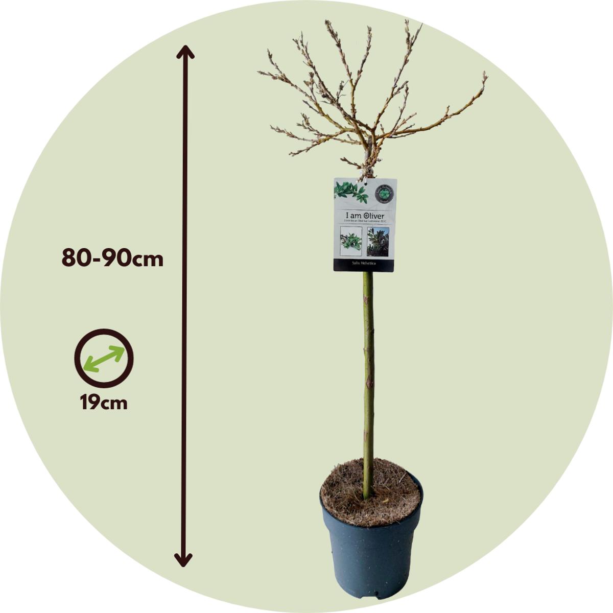 Saule de Suisse - Salix helvetica - Hauteur 80-90cm - ⌀19cm