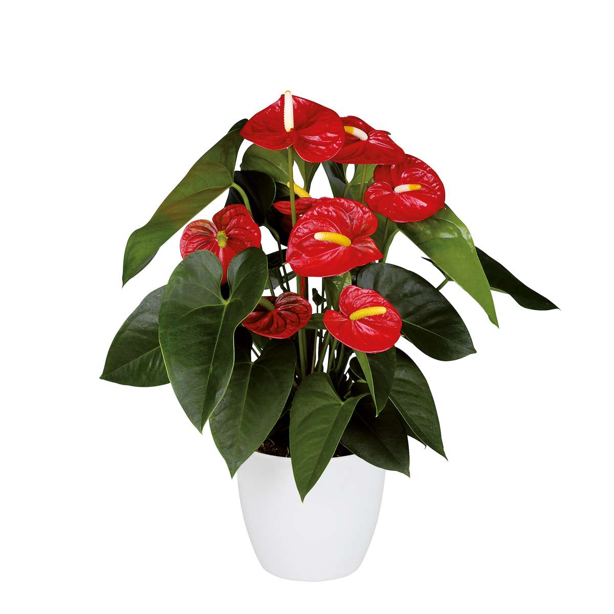 Langue de feu - Anthurium 'Royal Champion' - Hauteur 35-45cm - ø12cm