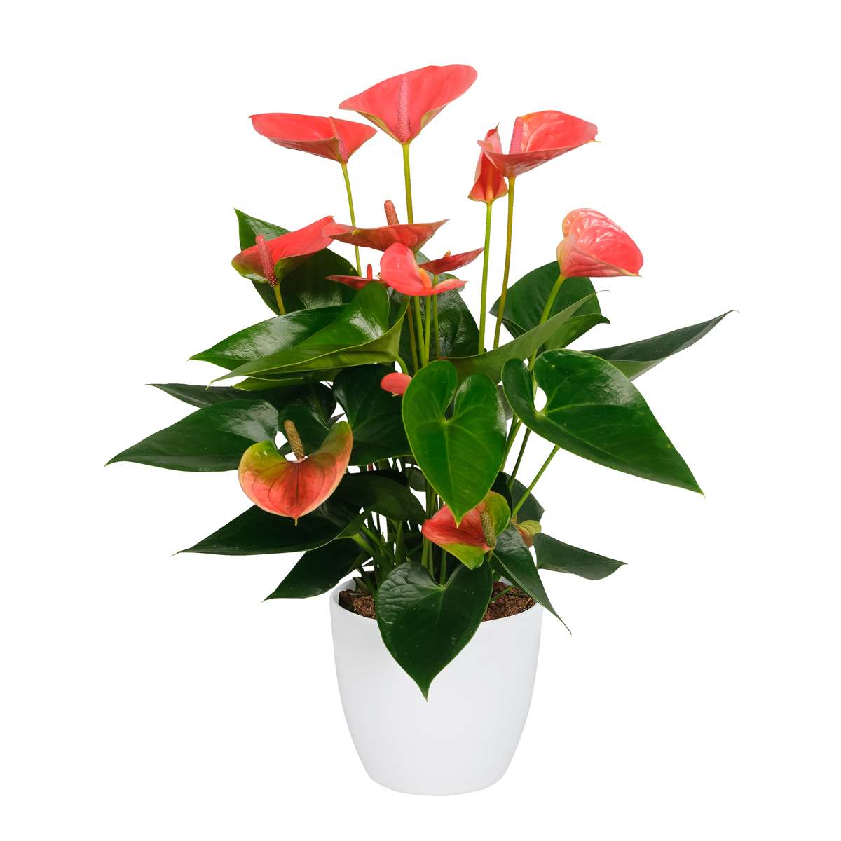 Langue de feu - Anthurium 'Sweet Dream' - Hauteur 35-45cm - ø12cm