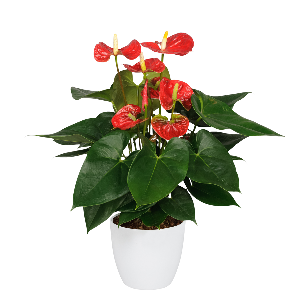 Langue de feu - Anthurium 'Madural Red' - Hauteur 40-45cm - ø14cm