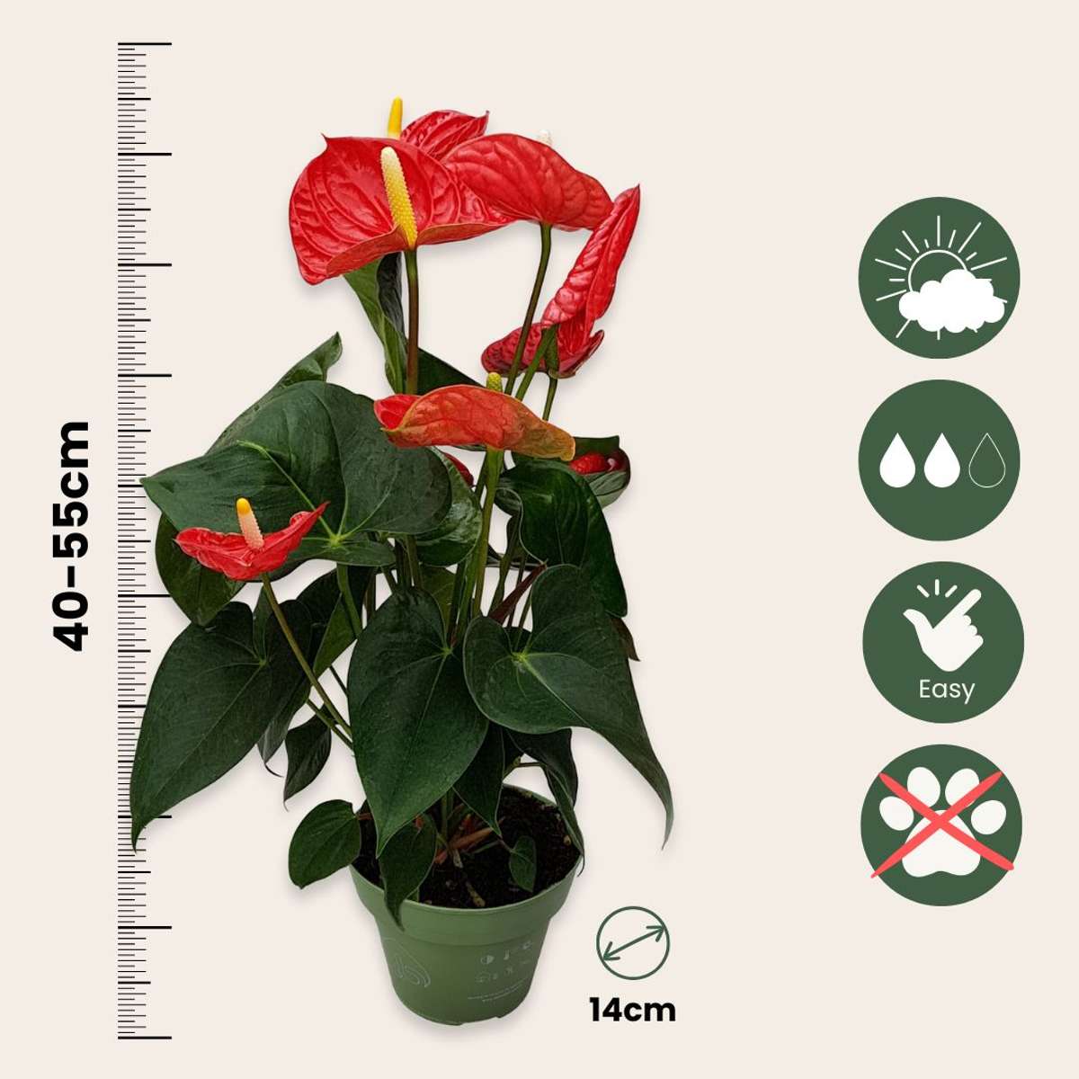 Langue de feu - Anthurium 'Madural Red' - Hauteur 40-45cm - ø14cm