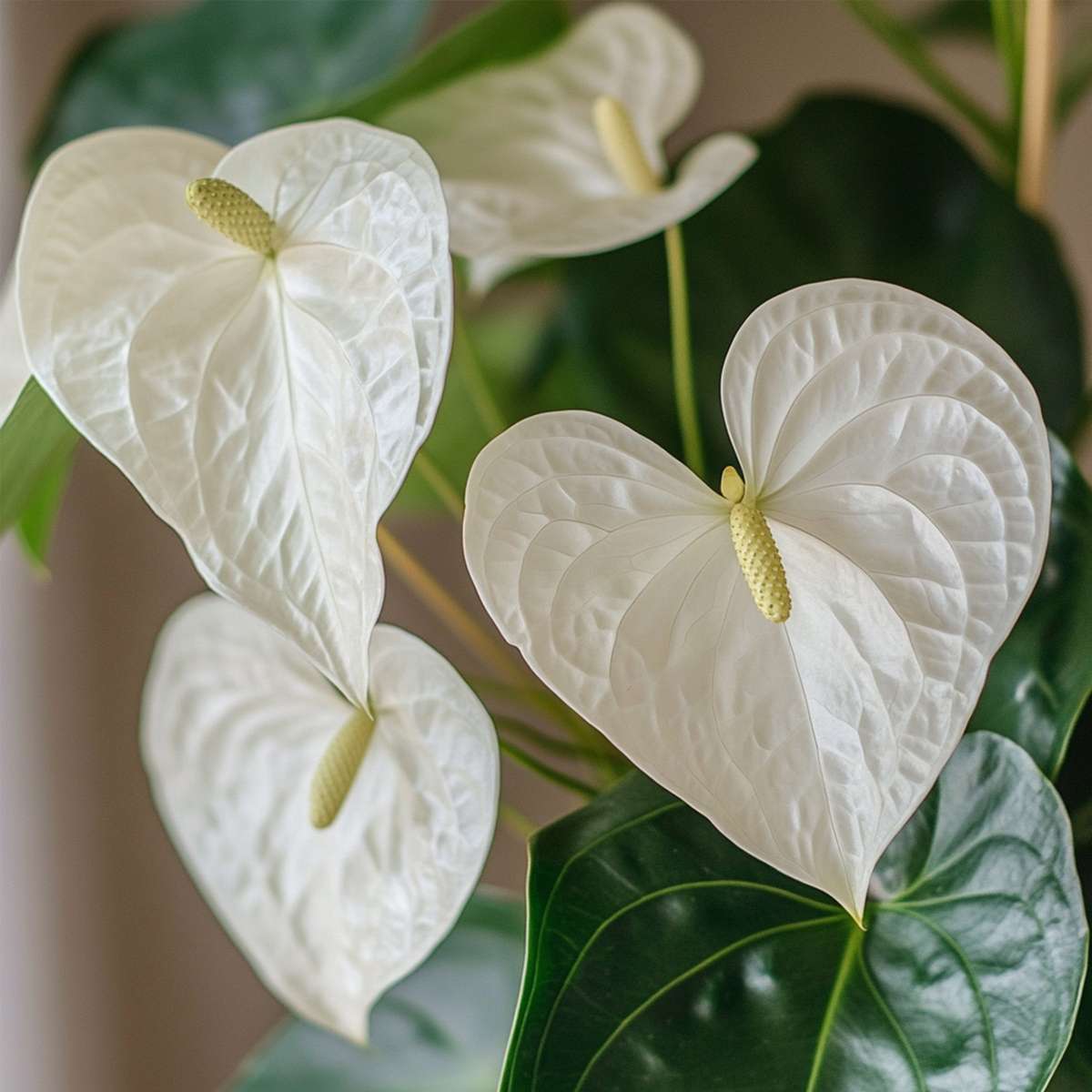 Langue de feu - Anthurium 'Alpine White' - Hauteur 40-55cm - ø14cm