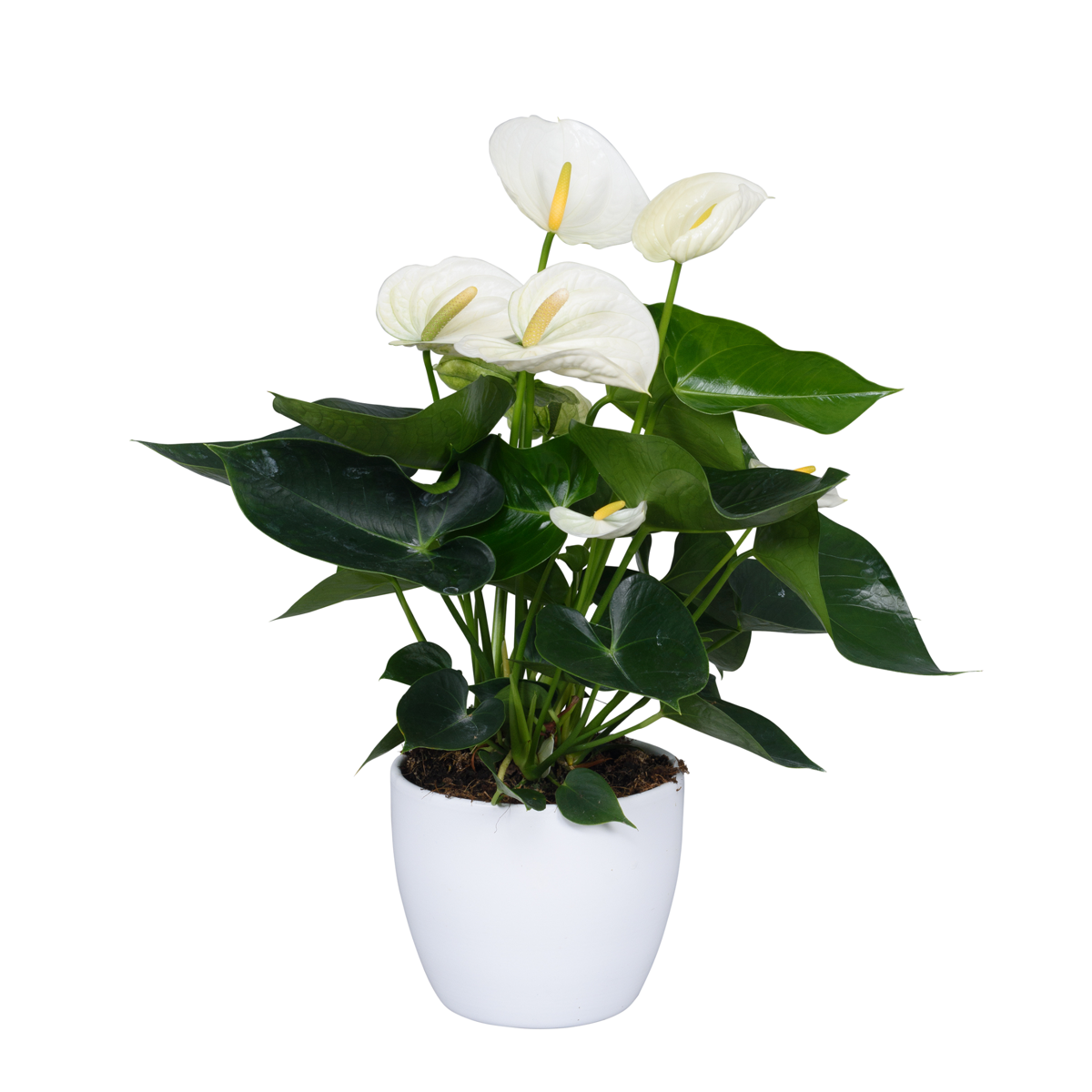 Langue de feu - Anthurium 'Alpine White' - Hauteur 40-55cm - ø14cm