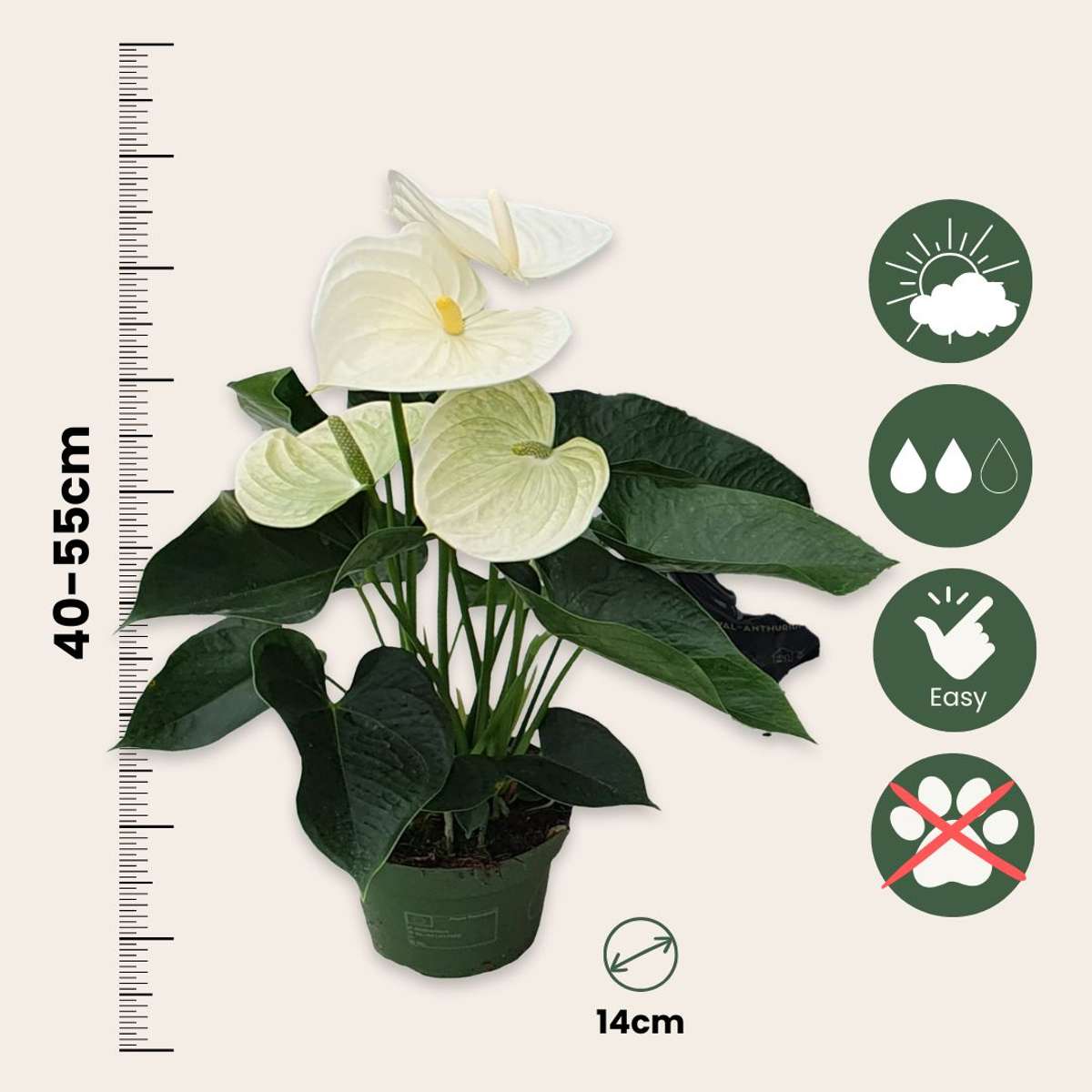 Langue de feu - Anthurium 'Alpine White' - Hauteur 40-55cm - ø14cm