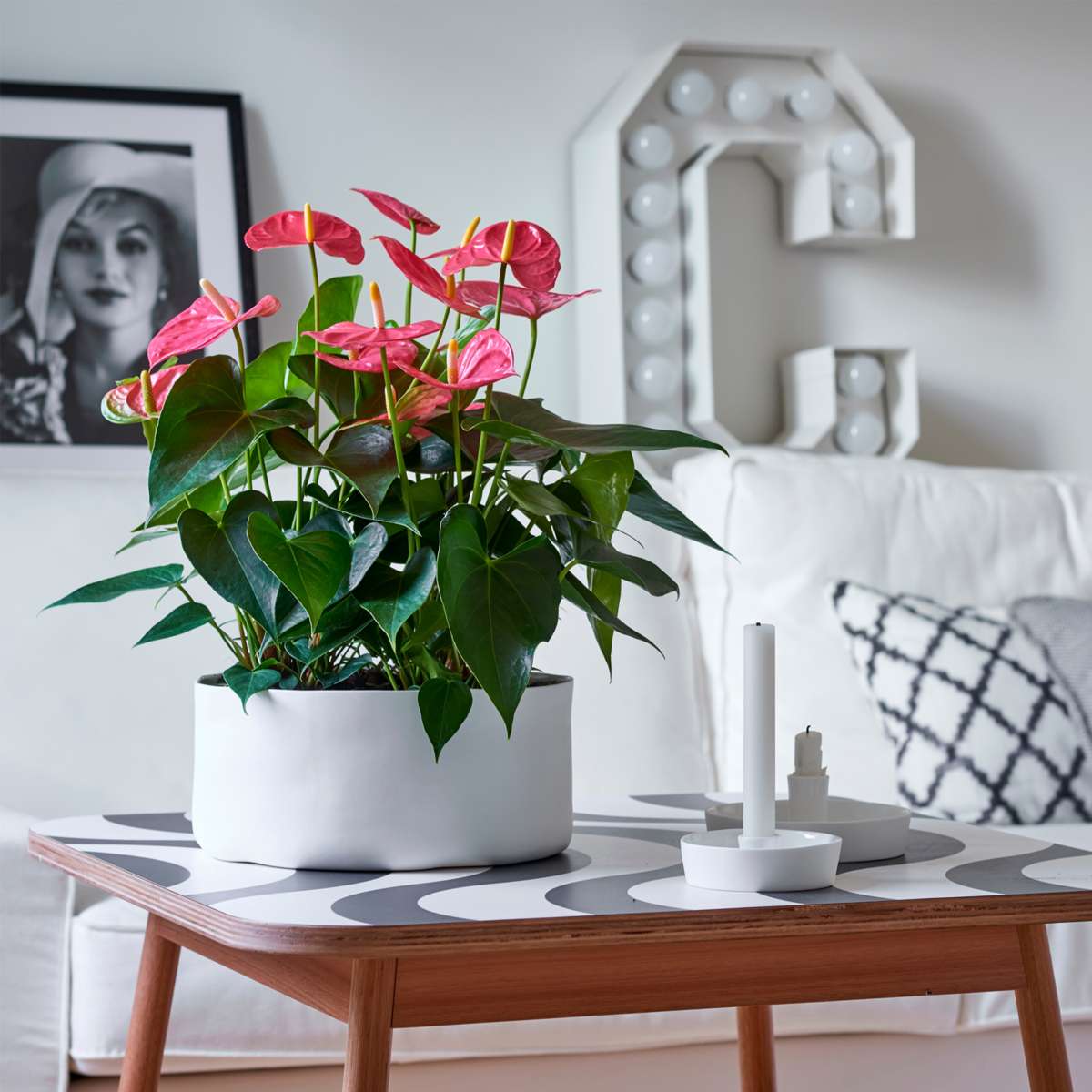 Langue de feu - Anthurium 'Colorado Pink' - Hauteur 40-55cm - ø14cm