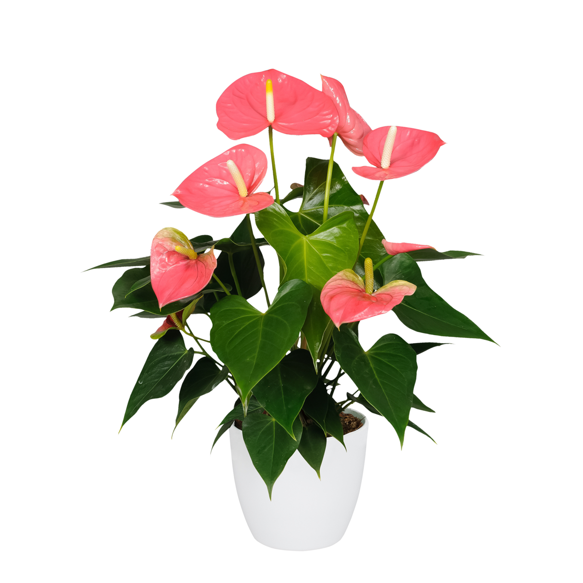 Langue de feu - Anthurium 'Colorado Pink' - Hauteur 40-55cm - ø14cm