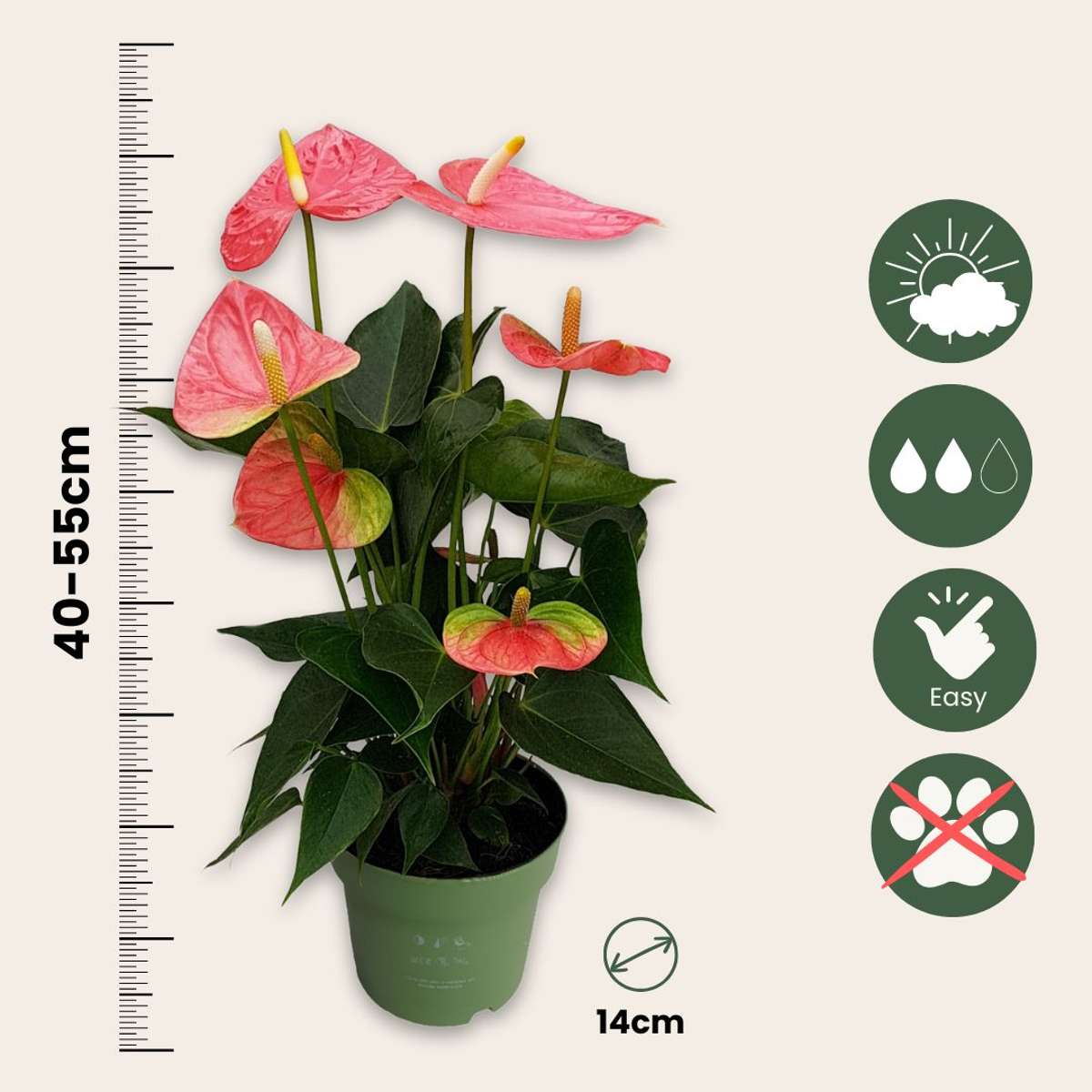 Langue de feu - Anthurium 'Colorado Pink' - Hauteur 40-55cm - ø14cm