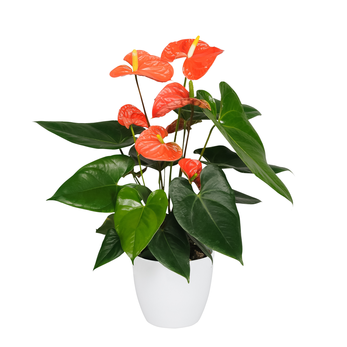 Langue de feu - Anthurium 'Madural Orange' - Hauteur 40-55cm - ø14cm