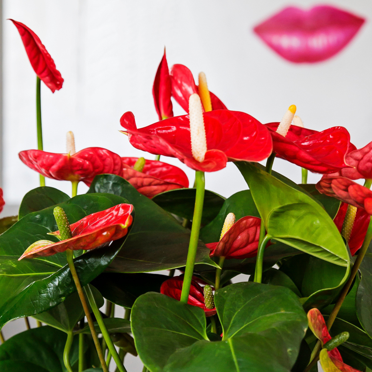Laceleaf - Anthurium 'Madural Red' - Height 55-70cm - ø17cm