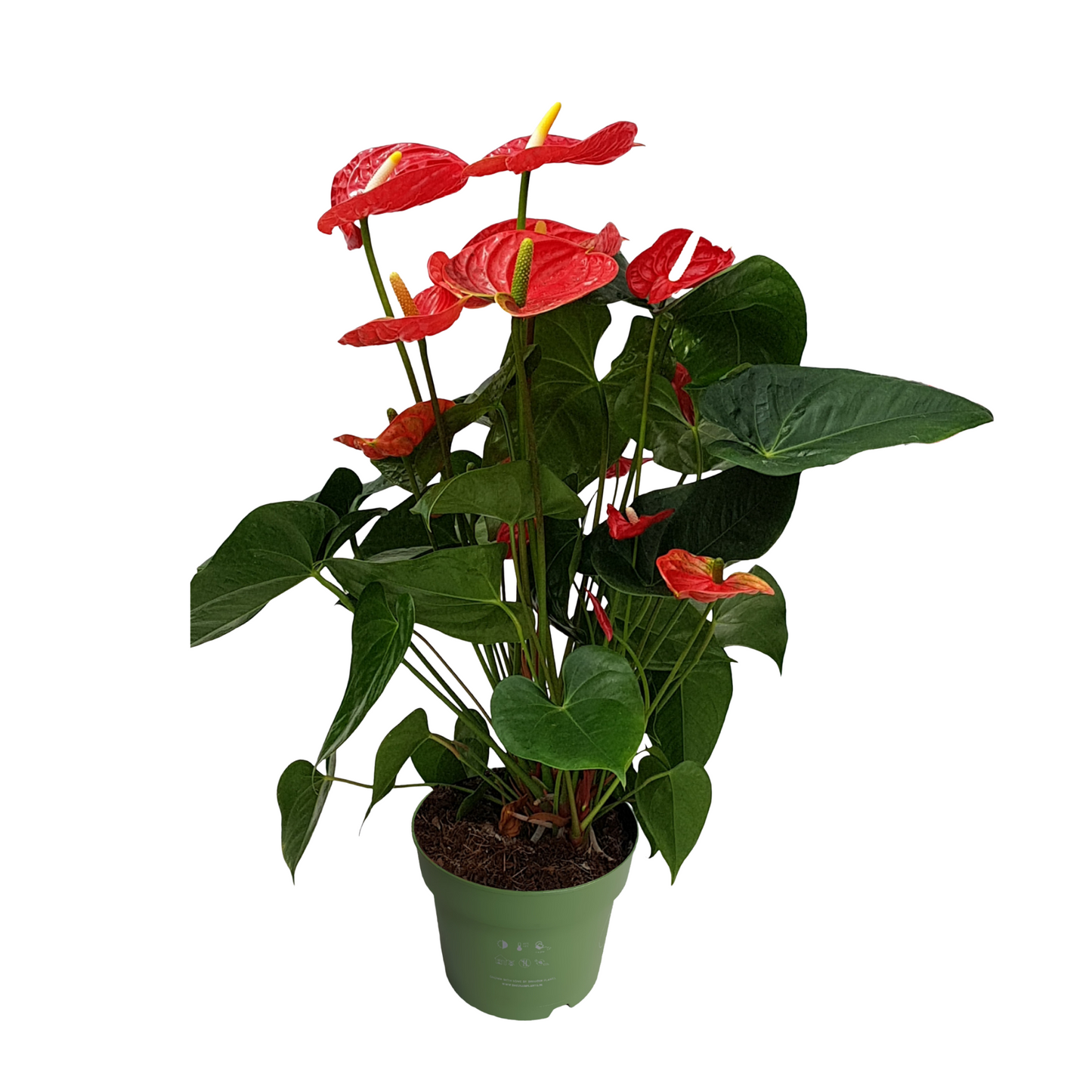 Laceleaf - Anthurium 'Madural Red' - Height 55-70cm - ø17cm