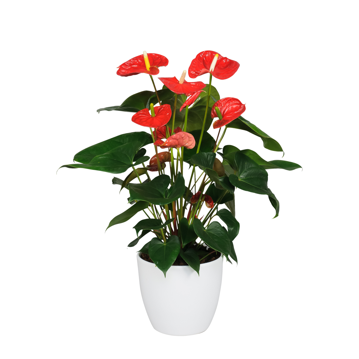 Laceleaf - Anthurium 'Madural Red' - Height 55-70cm - ø17cm