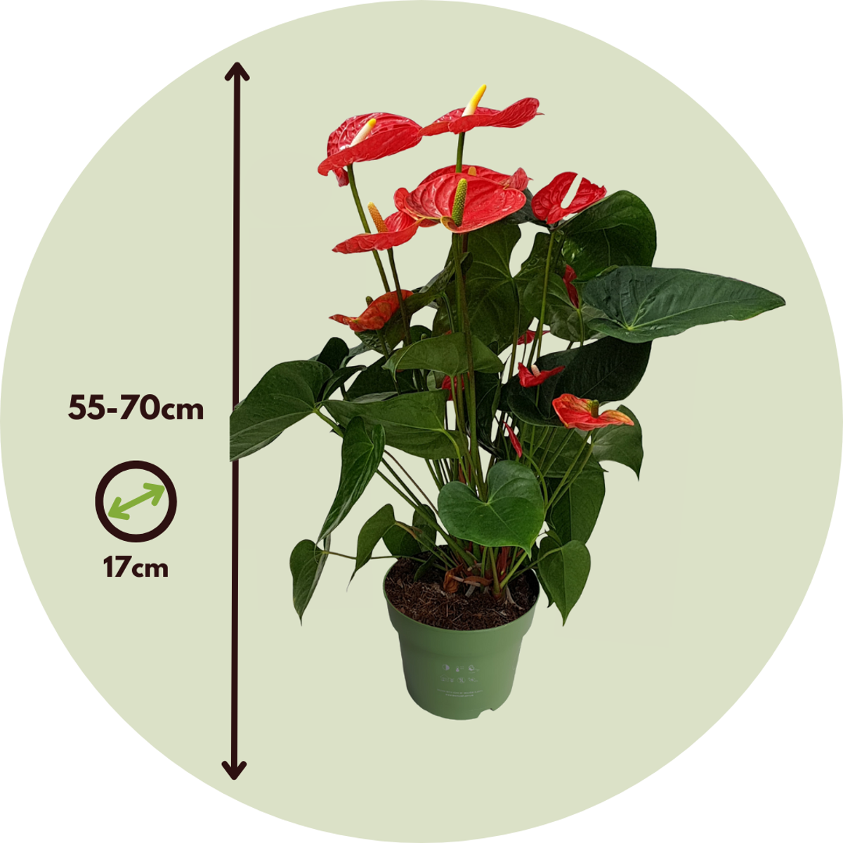 Laceleaf - Anthurium 'Madural Red' - Height 55-70cm - ø17cm