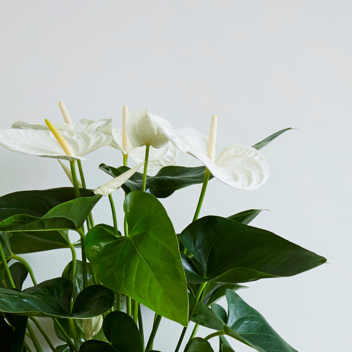 Langue de feu - Anthurium 'Alaska White' - Hauteur 55-70cm - ø17cm