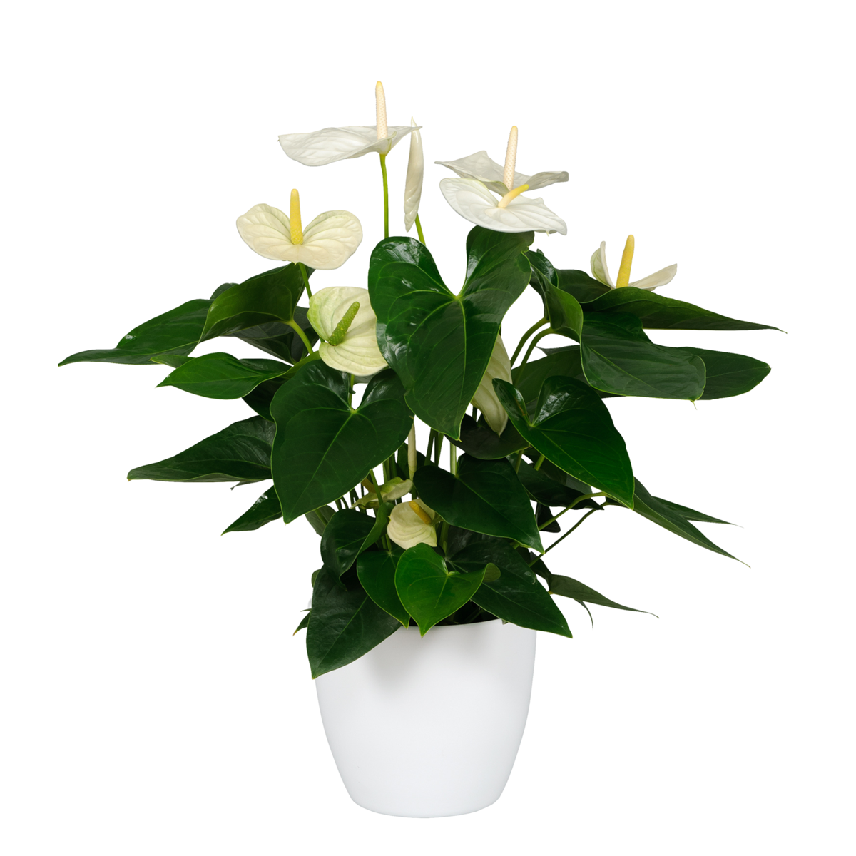 Langue de feu - Anthurium 'Alaska White' - Hauteur 55-70cm - ø17cm