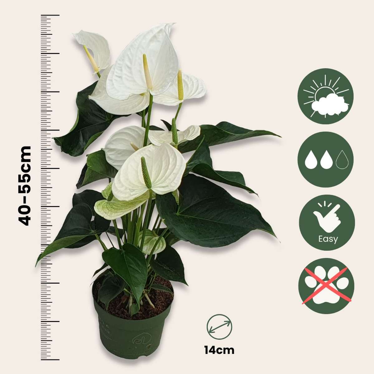 Langue de feu - Anthurium 'Alaska White' - Hauteur 55-70cm - ø17cm