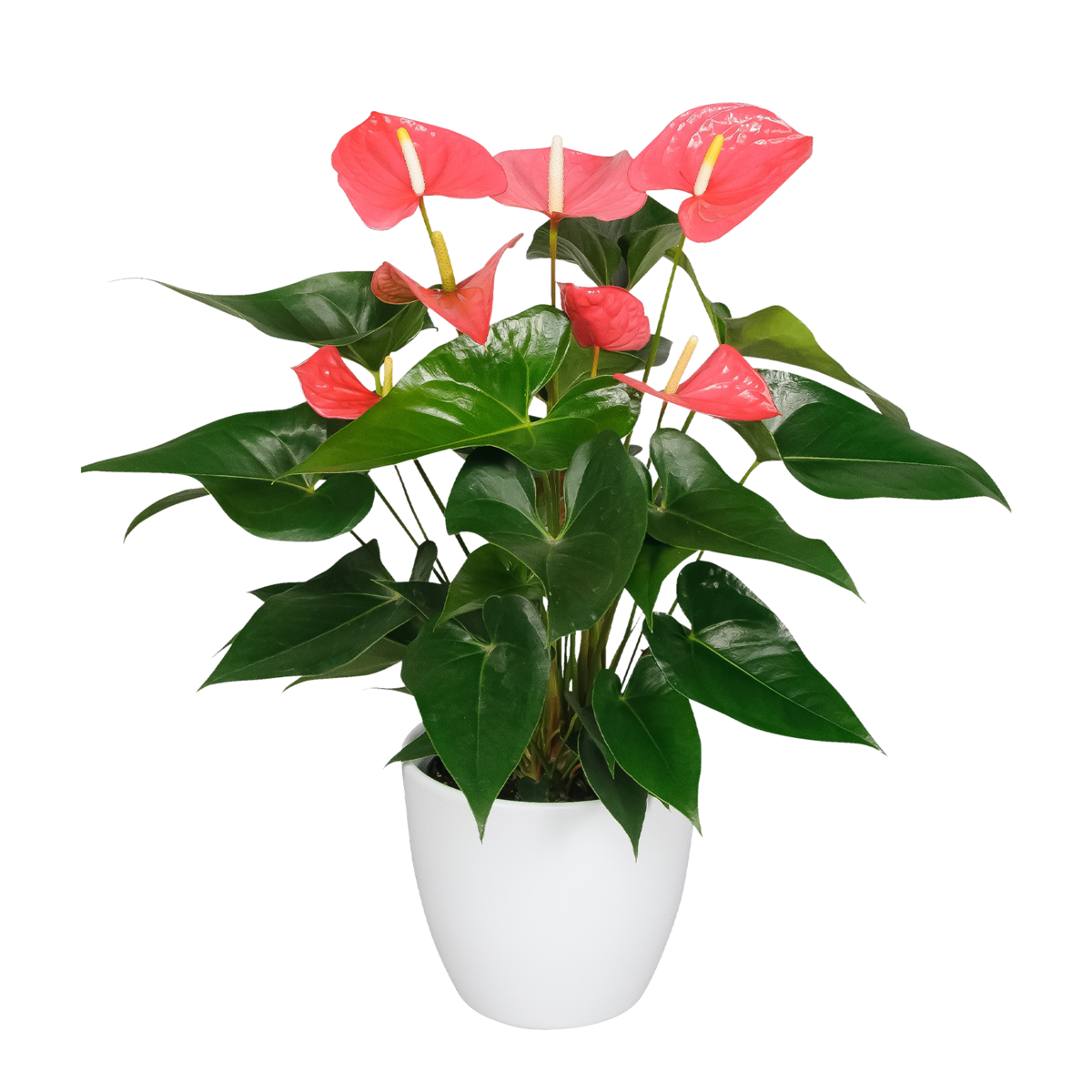 Langue de feu - Anthurium 'Maine Pink' - Hauteur 55-70cm - ø17cm