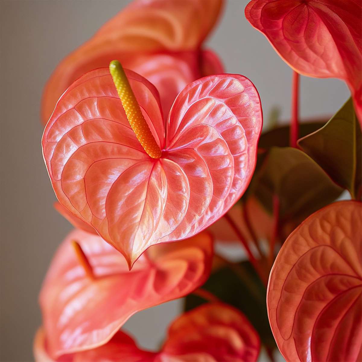 Langue de feu - Anthurium 'Madural Orange' - Hauteur 55-70cm - ø17cm