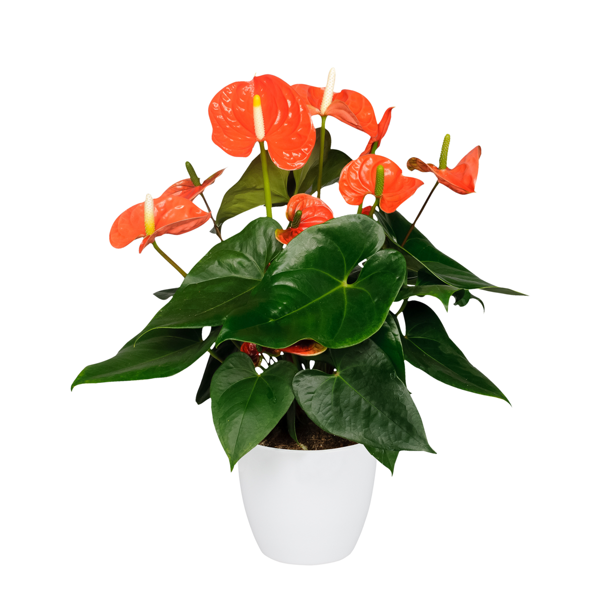Langue de feu - Anthurium 'Madural Orange' - Hauteur 55-70cm - ø17cm