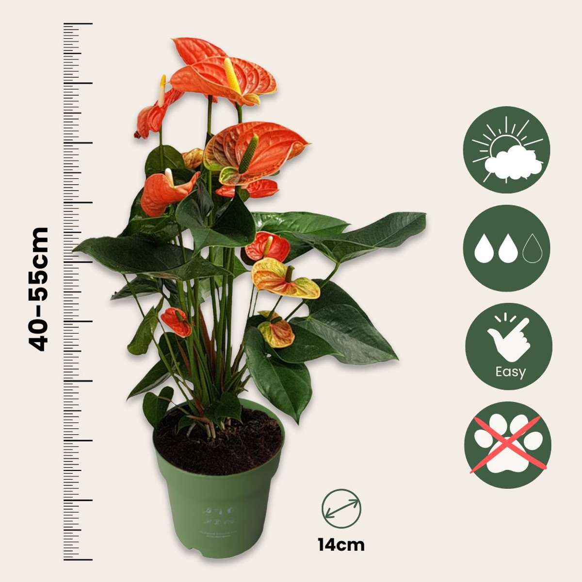 Langue de feu - Anthurium 'Madural Orange' - Hauteur 55-70cm - ø17cm