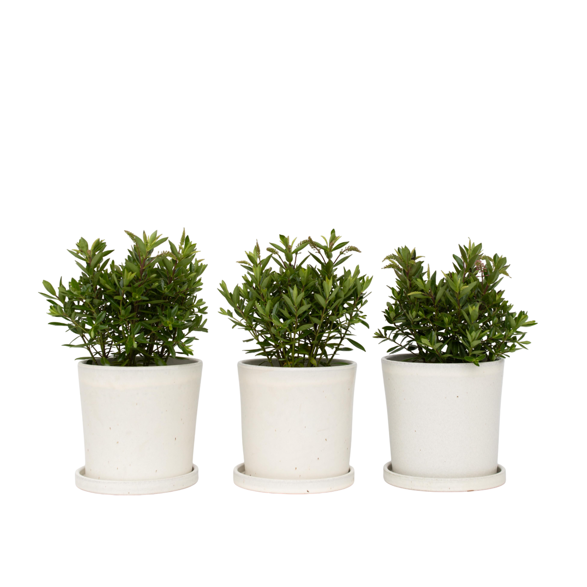 Buisson de Véronique - Set de 3 - Hebe All Blooms 'Ranaia' - H30-35cm - ⌀13cm - TD Plantz