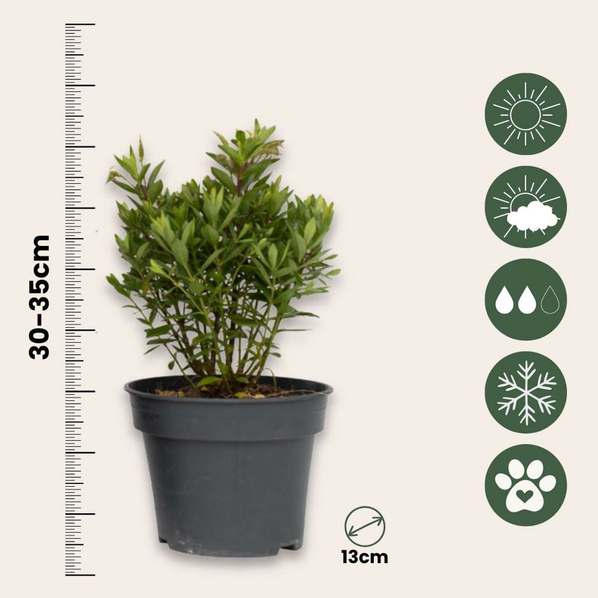 Buisson de Véronique - Set de 3 - Hebe All Blooms 'Ranaia' - H30-35cm - ⌀13cm - TD Plantz