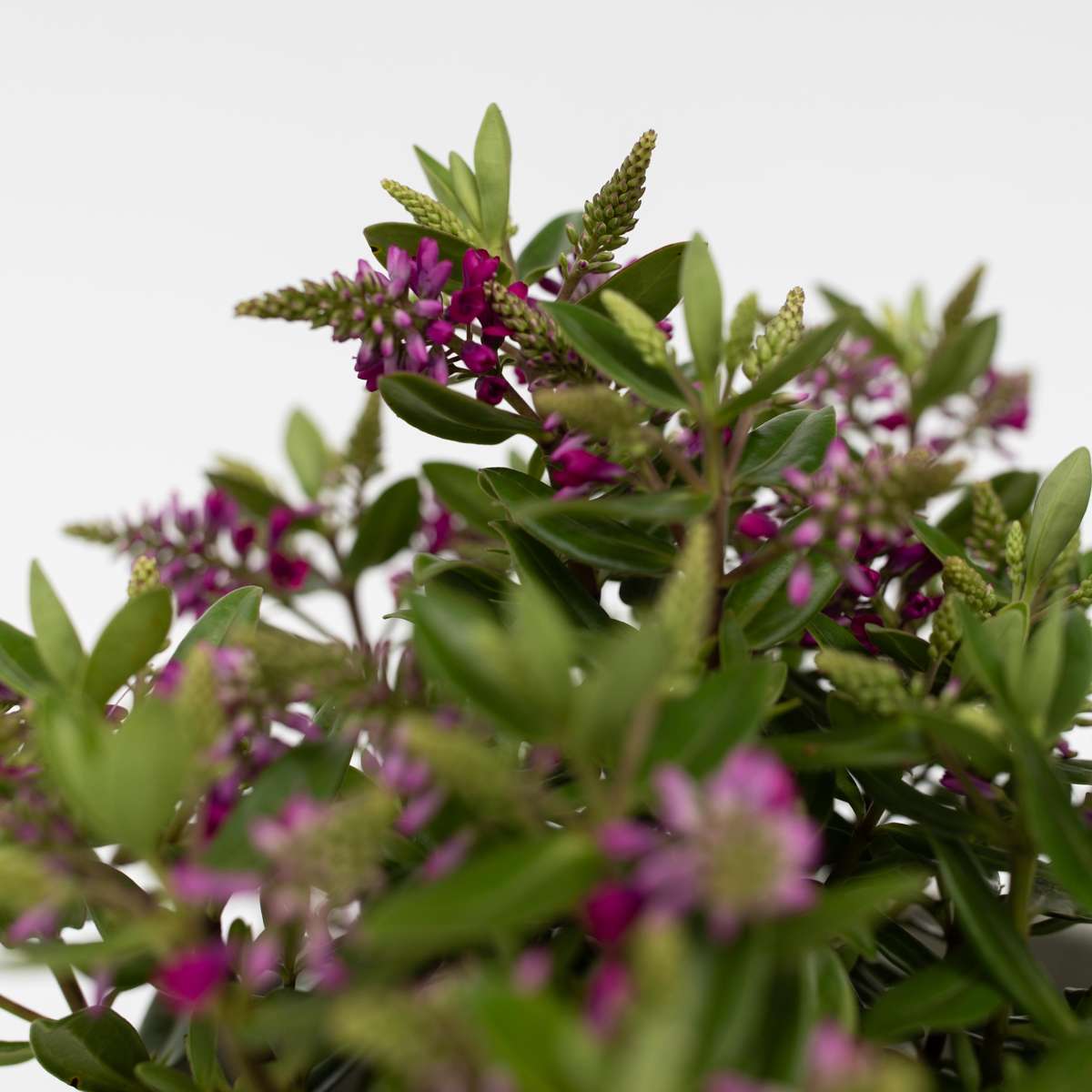 Buisson de Véronique - Set de 3 - Hebe All Blooms 'Samona' - H30-35cm - ⌀13cm