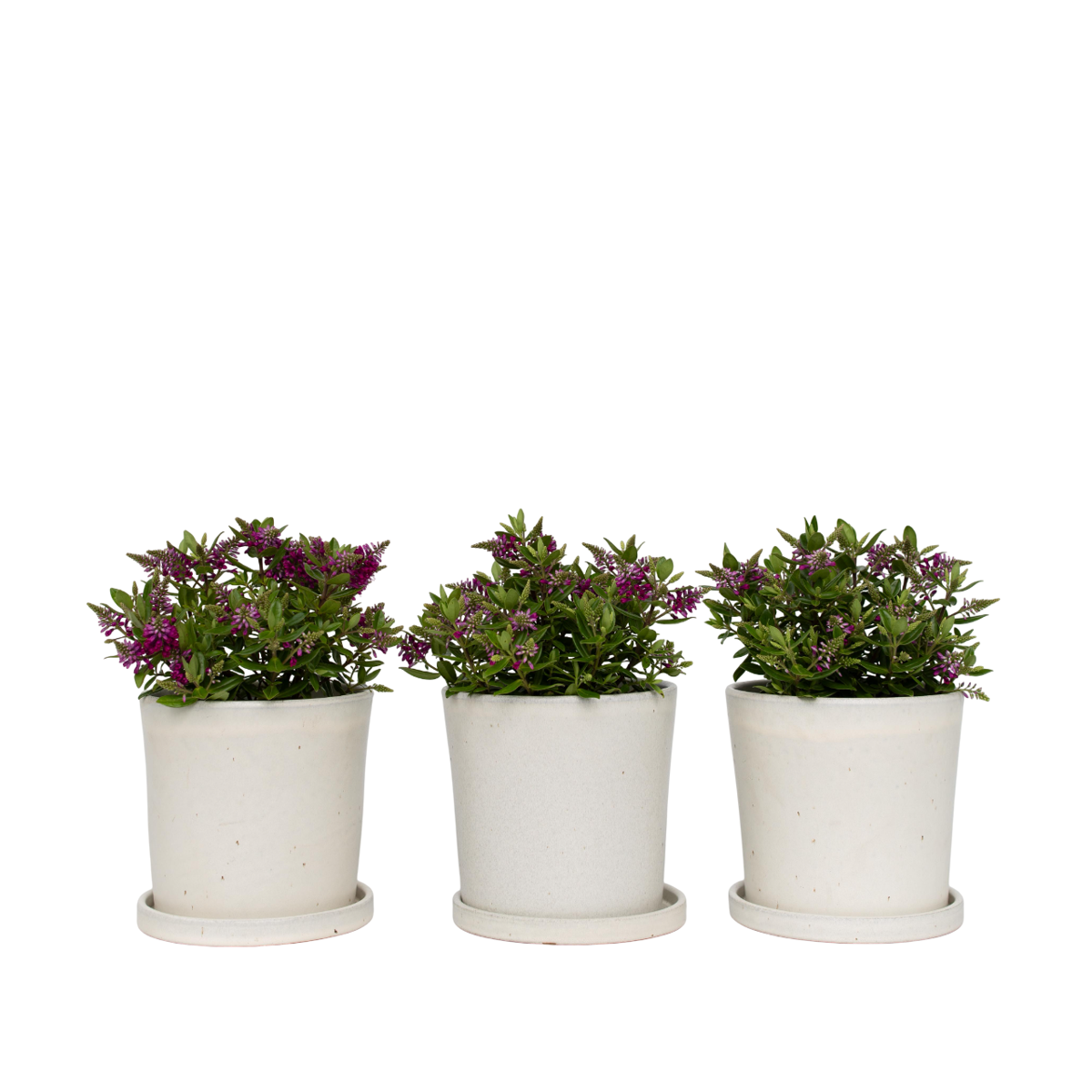 Buisson de Véronique - Set de 3 - Hebe All Blooms 'Samona' - H30-35cm - ⌀13cm