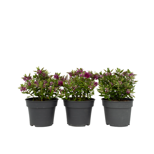 Buisson de Véronique - Set de 3 - Hebe All Blooms 'Samona' - H30-35cm - ⌀13cm