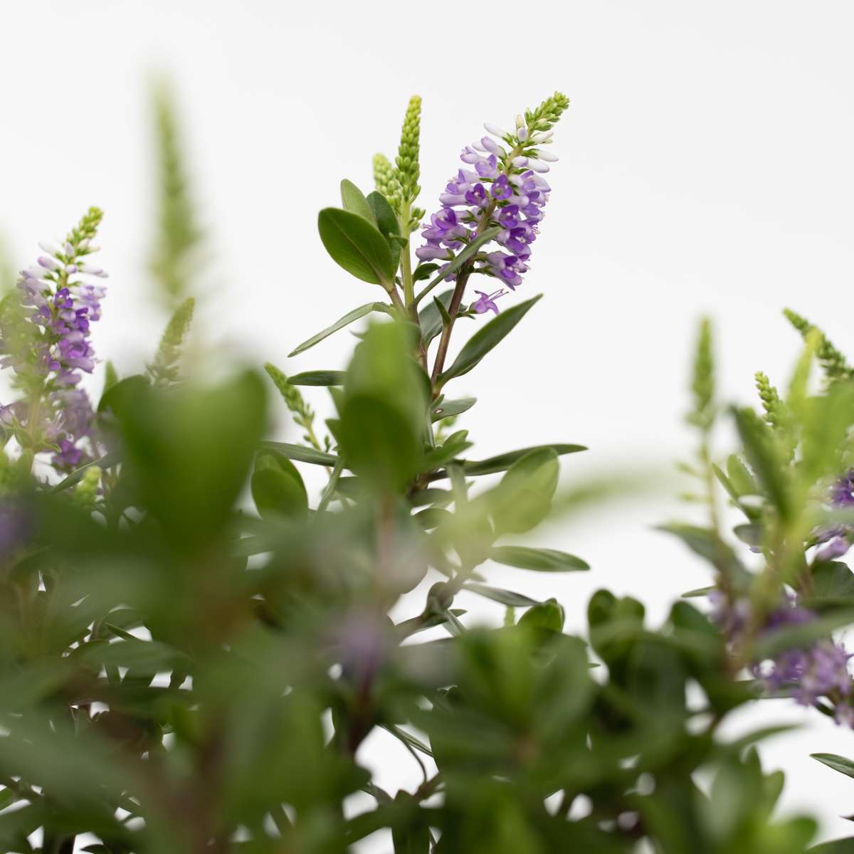 Buisson de Véronique - Set de 3 - Hebe All Blooms 'Siara' - H30-35cm - ⌀13cm