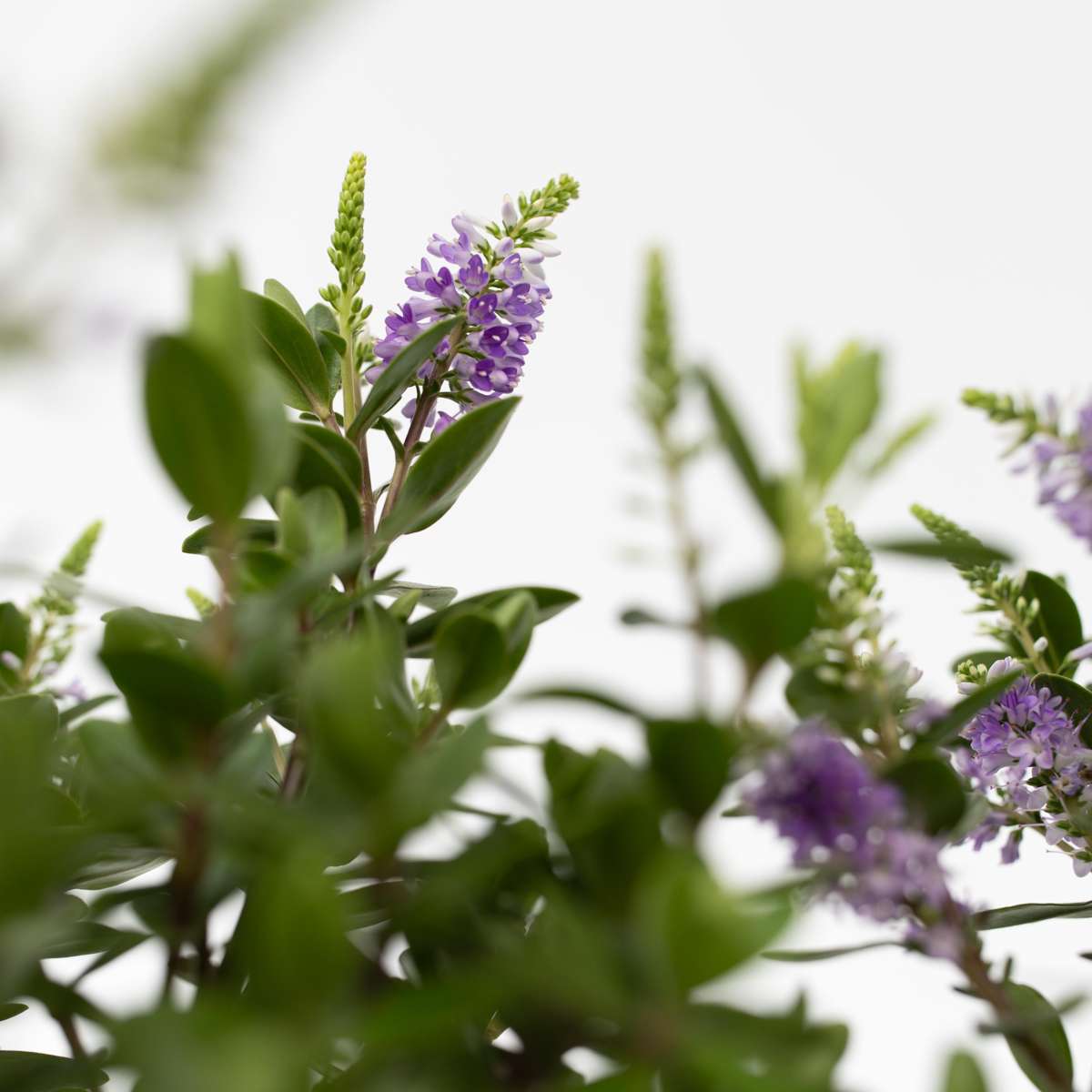 Buisson de Véronique - Set de 3 - Hebe All Blooms 'Siara' - H30-35cm - ⌀13cm