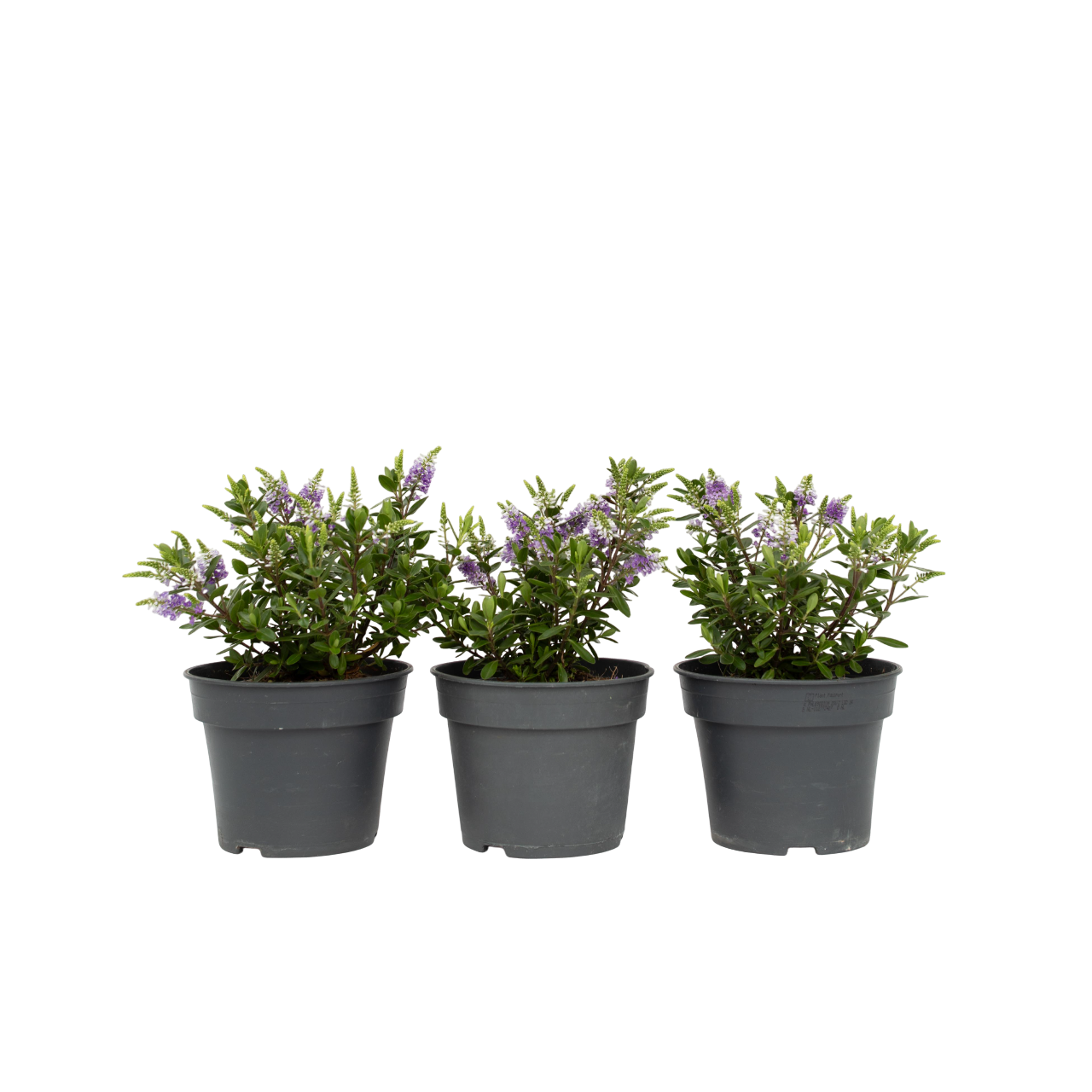Buisson de Véronique - Set de 3 - Hebe All Blooms 'Siara' - H30-35cm - ⌀13cm