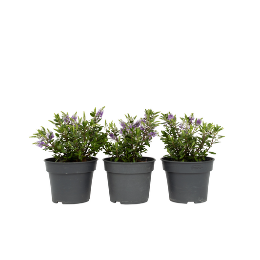 Buisson de Véronique - Set de 3 - Hebe All Blooms 'Siara' - H30-35cm - ⌀13cm