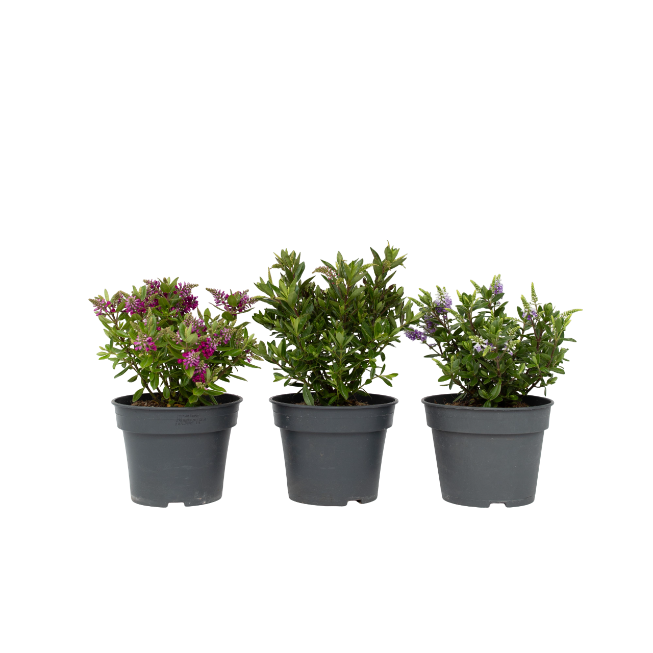 Buisson de Véronique - Set de 3 - Hebe All Blooms - Hauteur 30-35cm - ⌀13cm - TD Plantz
