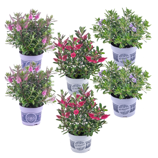 Buisson de Véronique - Set de 6 - Hebe All Blooms - Hauteur 30-35cm - ⌀13cm