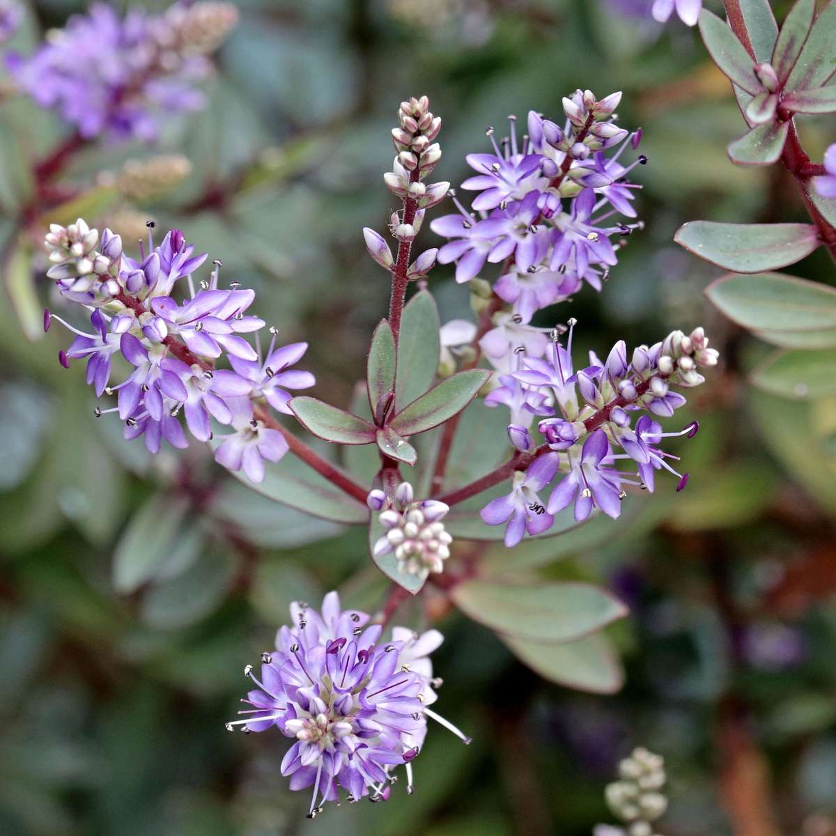 Buisson de Véronique - Set de 36 - Hebe pinguifolia - Hauteur 15-20cm - ⌀10,5cm