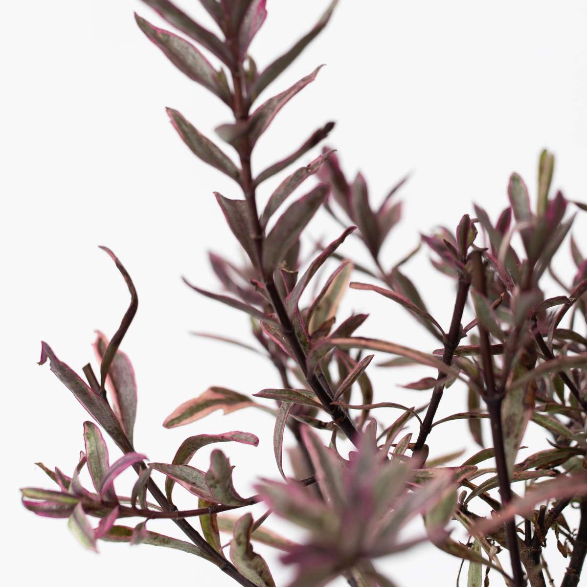 Buisson de Véronique - Set de 36 - Hebe pinguifolia - Hauteur 15-20cm - ⌀10,5cm