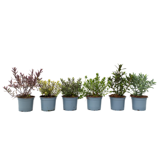 Buisson de Véronique - Set de 12 - Hebe pinguifolia - Hauteur 15-20cm - ⌀10,5cm