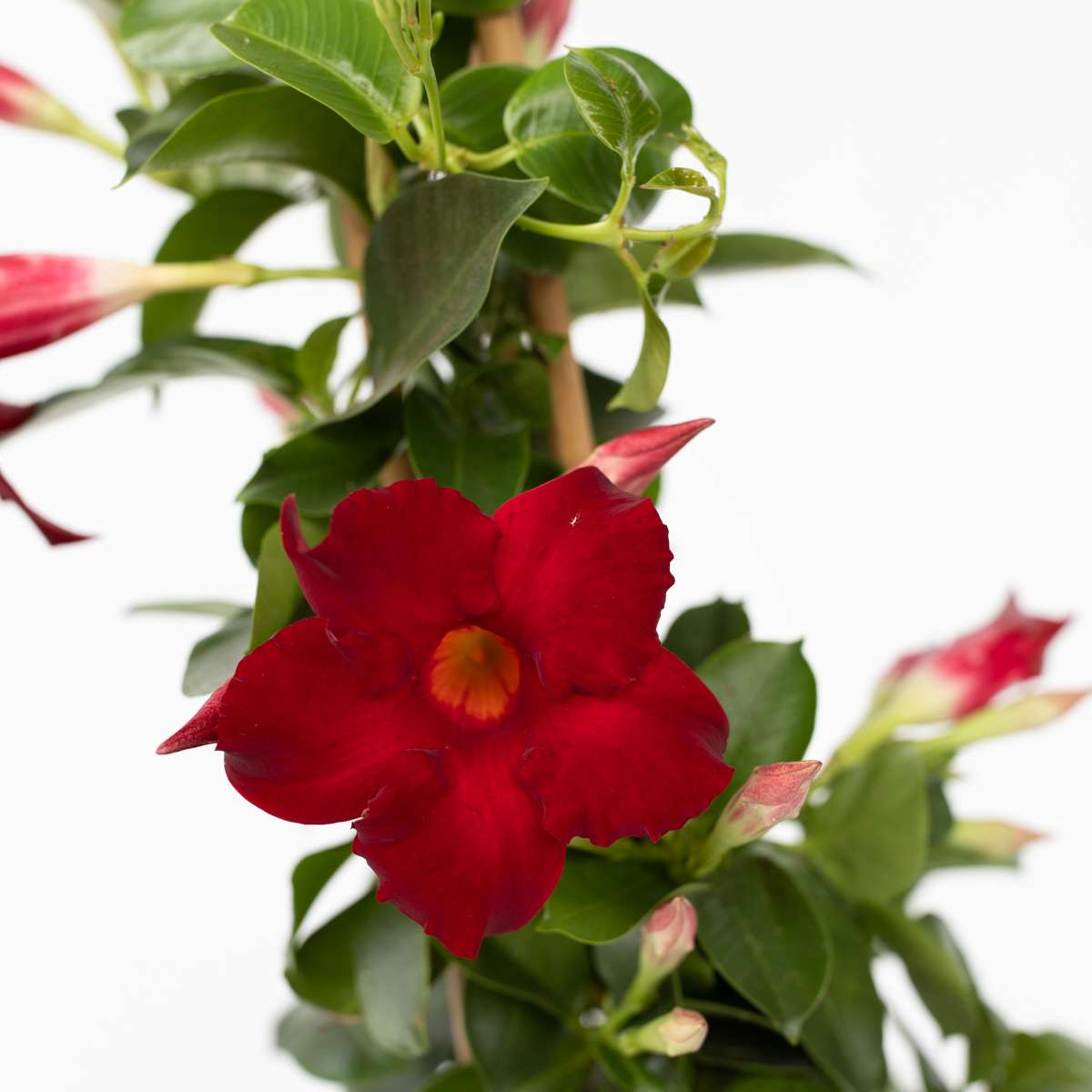 Rocktrumpet - Mandeville 'Rio Deep Red' - Height 60-70cm - ⌀17cm
