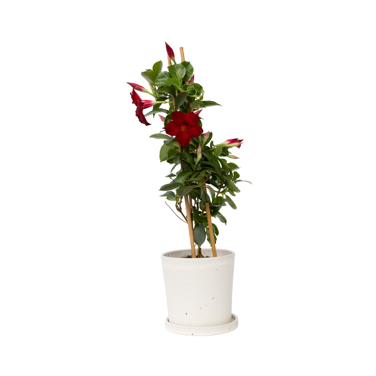 Rocktrumpet - Mandeville 'Rio Deep Red' - Height 60-70cm - ⌀17cm
