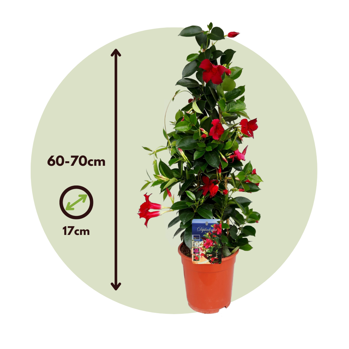 Rocktrumpet - Mandeville 'Rio Deep Red' - Height 60-70cm - ⌀17cm