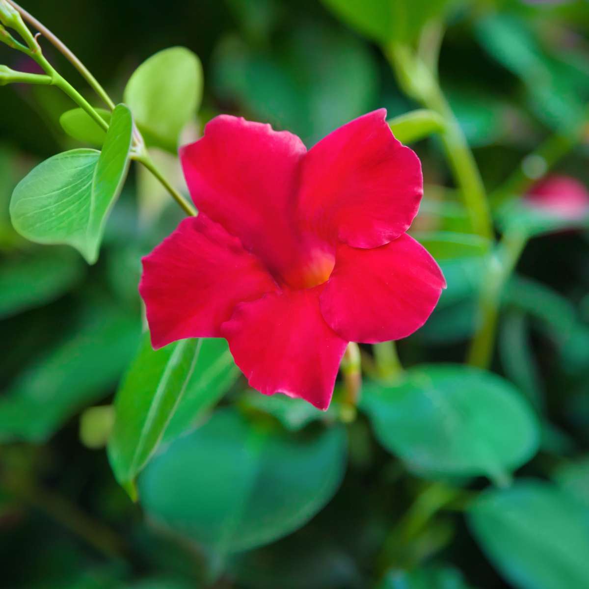 Rocktrumpet - Mandeville 'Rio Deep Red' - Height 60-70cm - ⌀17cm